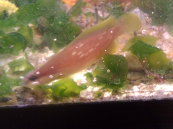  Rypticus bistrispinus (Freckled Soapfish)